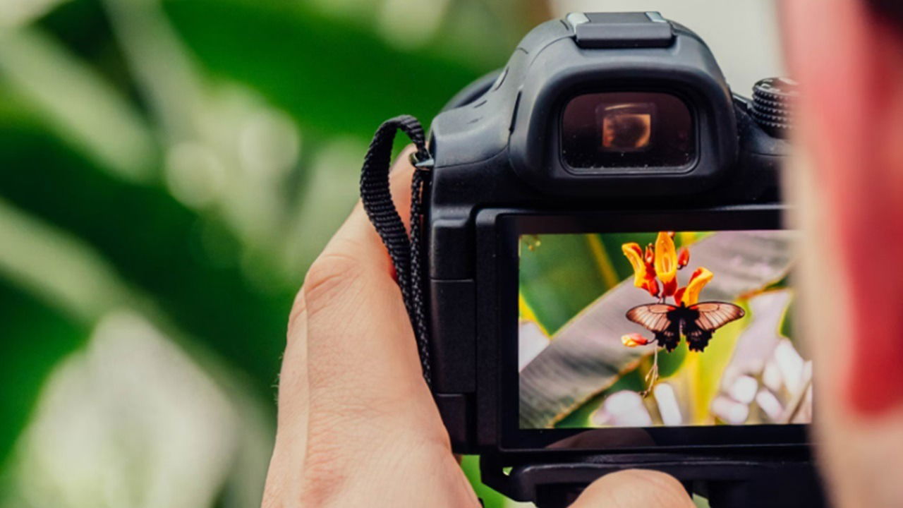 Person taking a photo of a yellow flower.