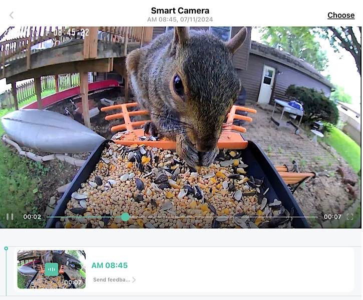 Birdkiss Smart Bird Feeder Squirrel